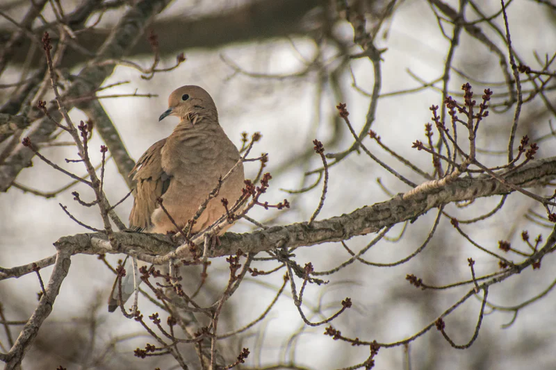 WVDNR Announces 2022-2023 Season Dates, Bag Limits For Migratory Game ...