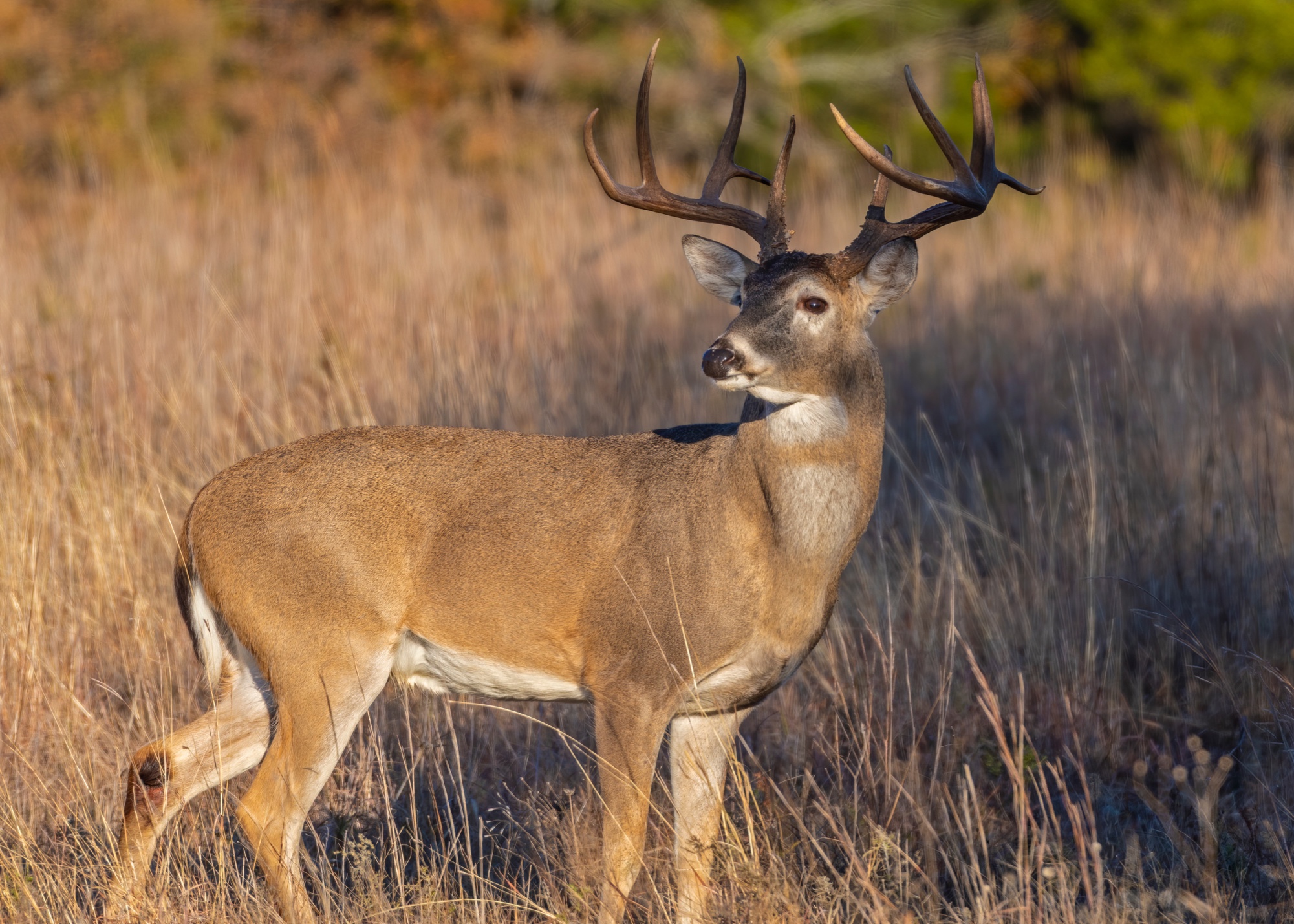 wvdnr-reminds-hunters-to-buy-stamps-for-buck-firearms-season-by-sunday