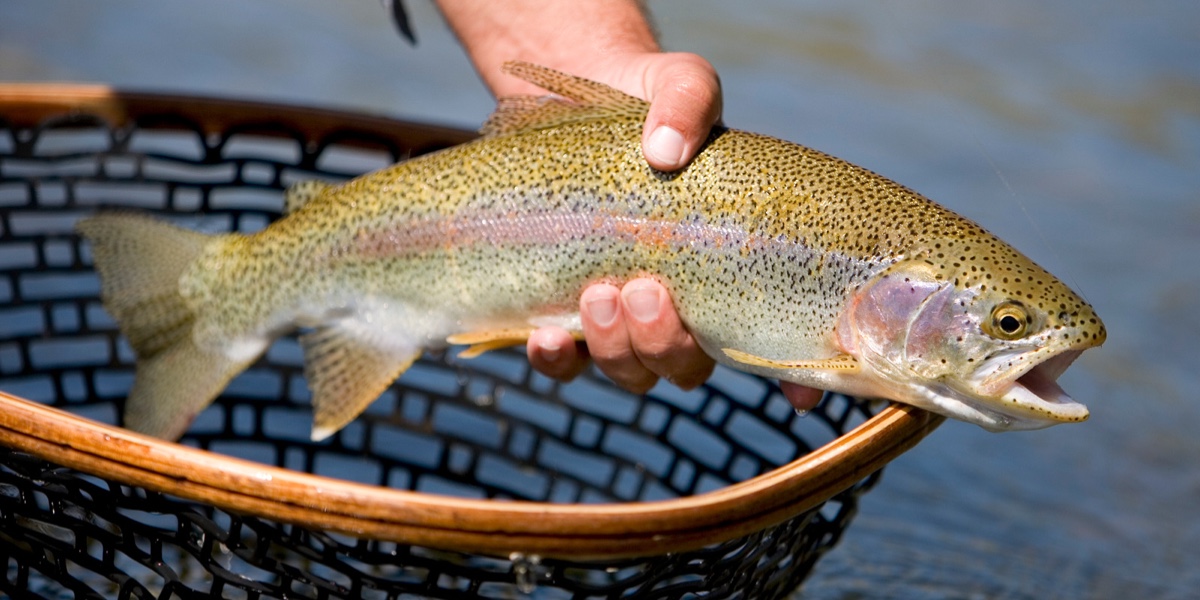 WVDNR ANNOUNCES RETURN OF TROUT STOCKINGS, NEW FISHING REGULATIONS ...