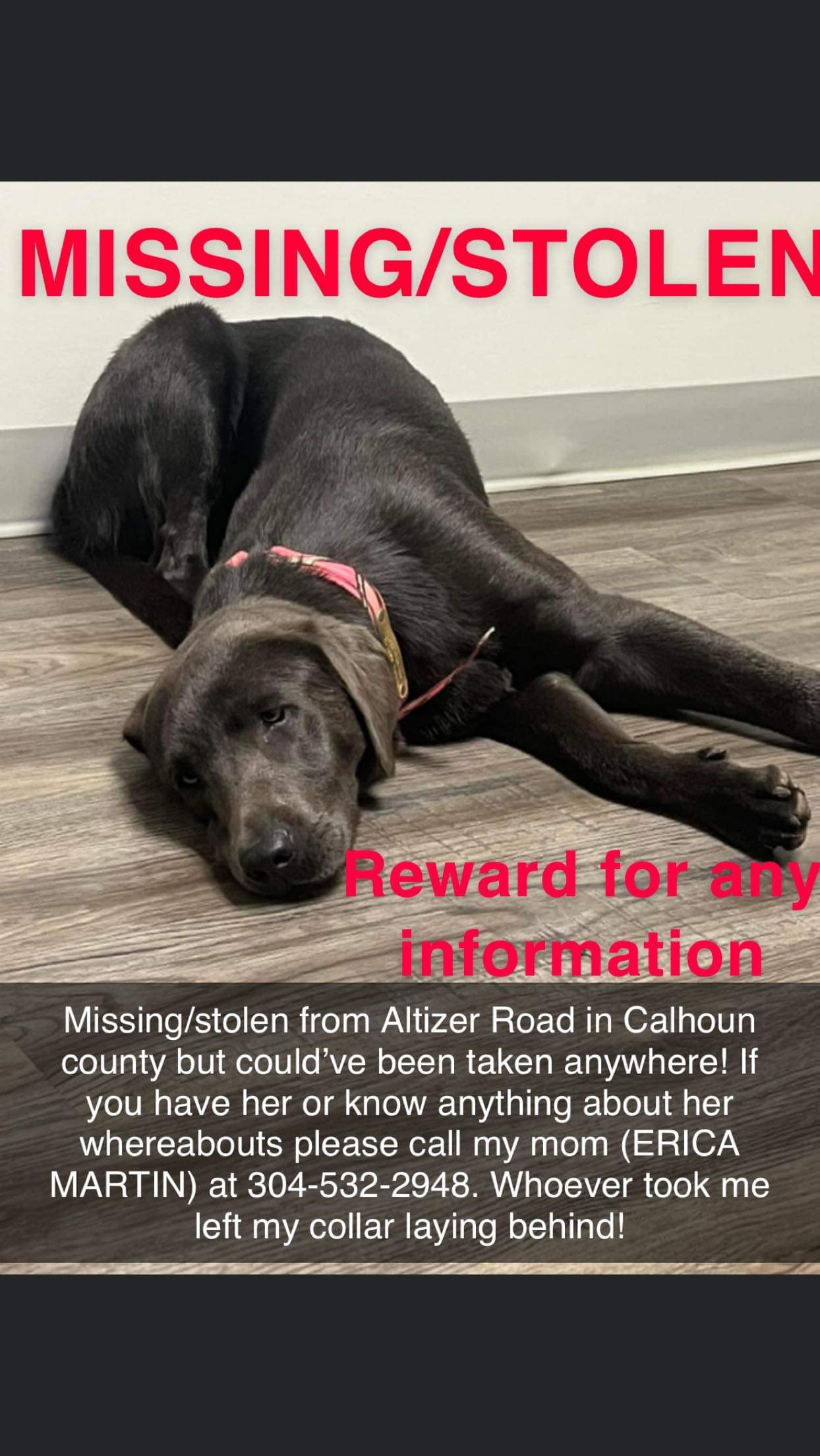 Please Help the Martin Family Find their Dog – Ridgeview News